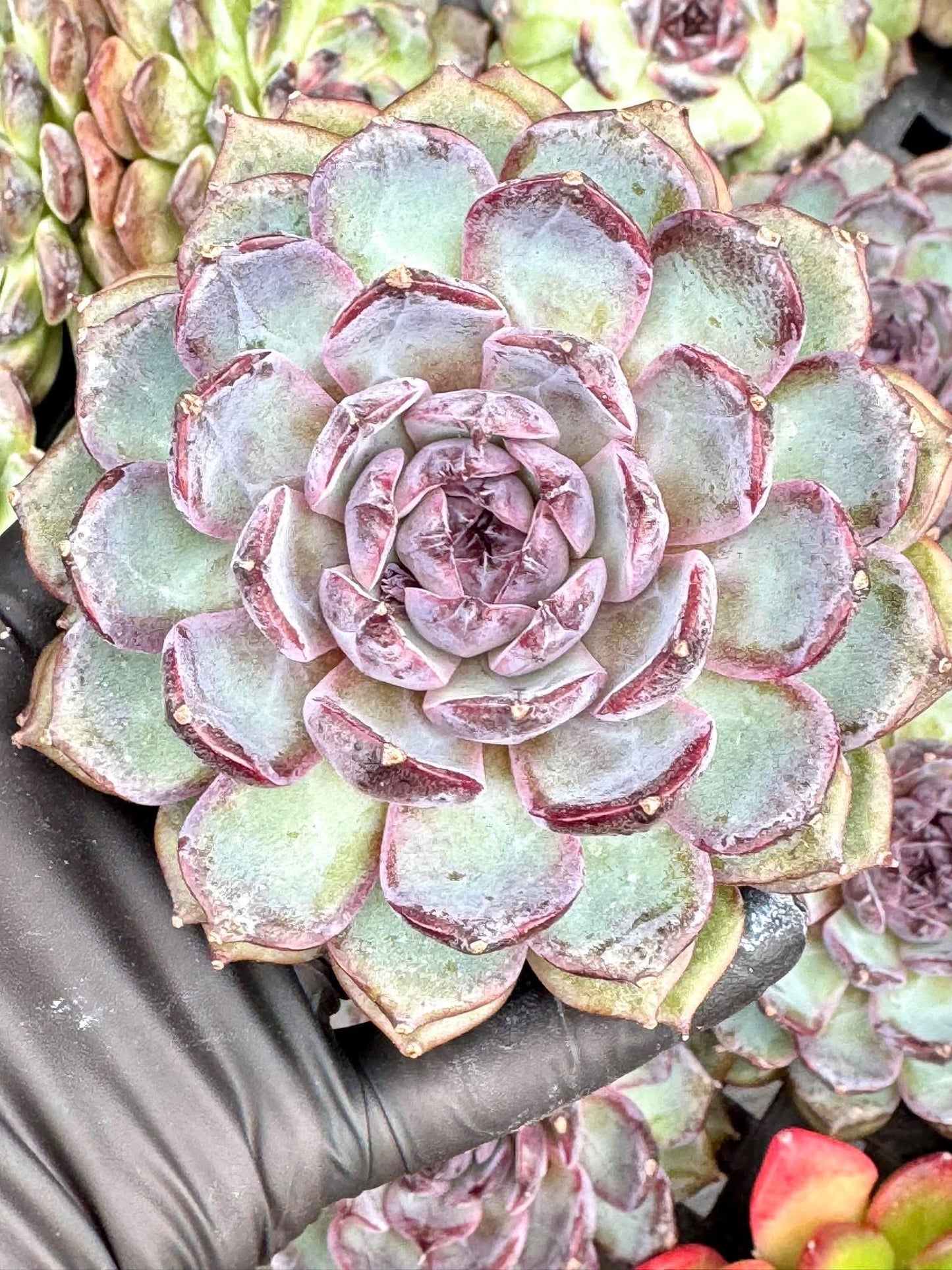 Echeveria Blue Rose | Live Succulent Plant | Korean Succulent | Variegated Pachyveria | Imported Plants