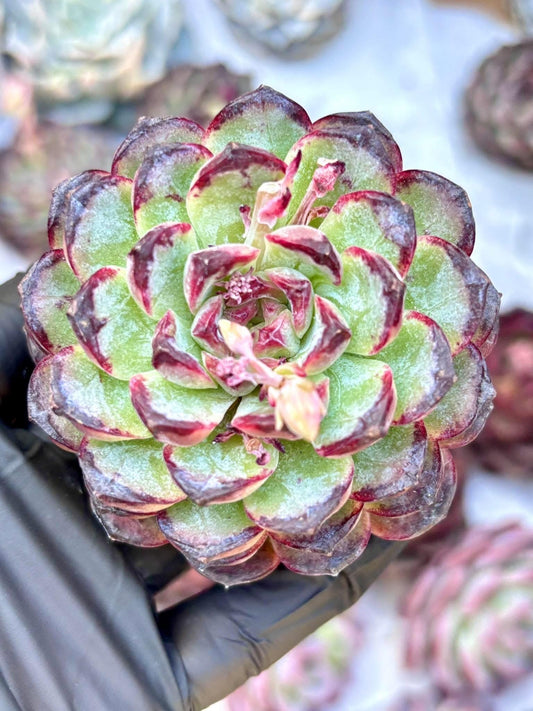 Echeveria Brontosaurus | Live Succulent Plant | Korean Succulent | Rare Imported Echeveria | Imported Plants