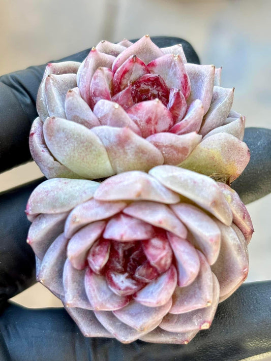 Echeveria Red Velvet (5pcs) | Live Succulent Plant | Korean Succulent | Rare Imported Echeveria | Imported Plants