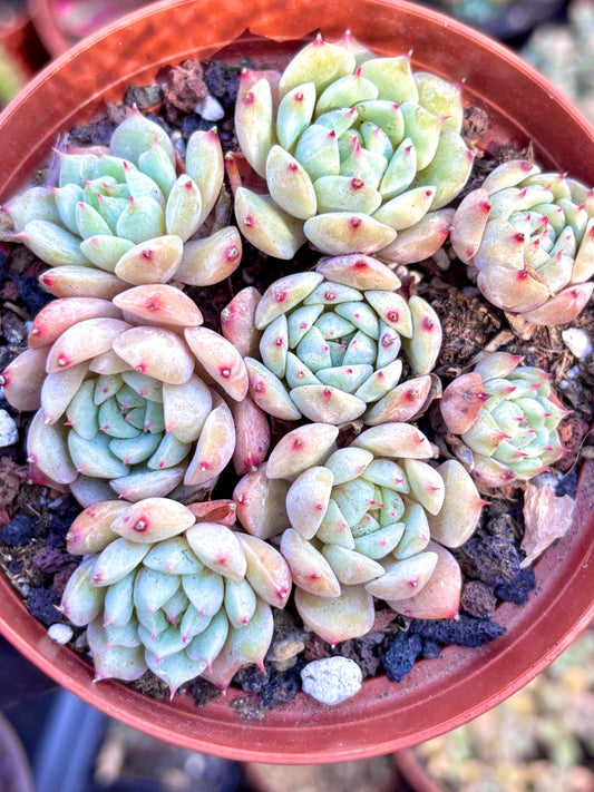 Echeveria Cheesecake | Live Succulent Plant | Korean Succulent | Variegated Echeveria | Imported Plants | Echeveria Clusters