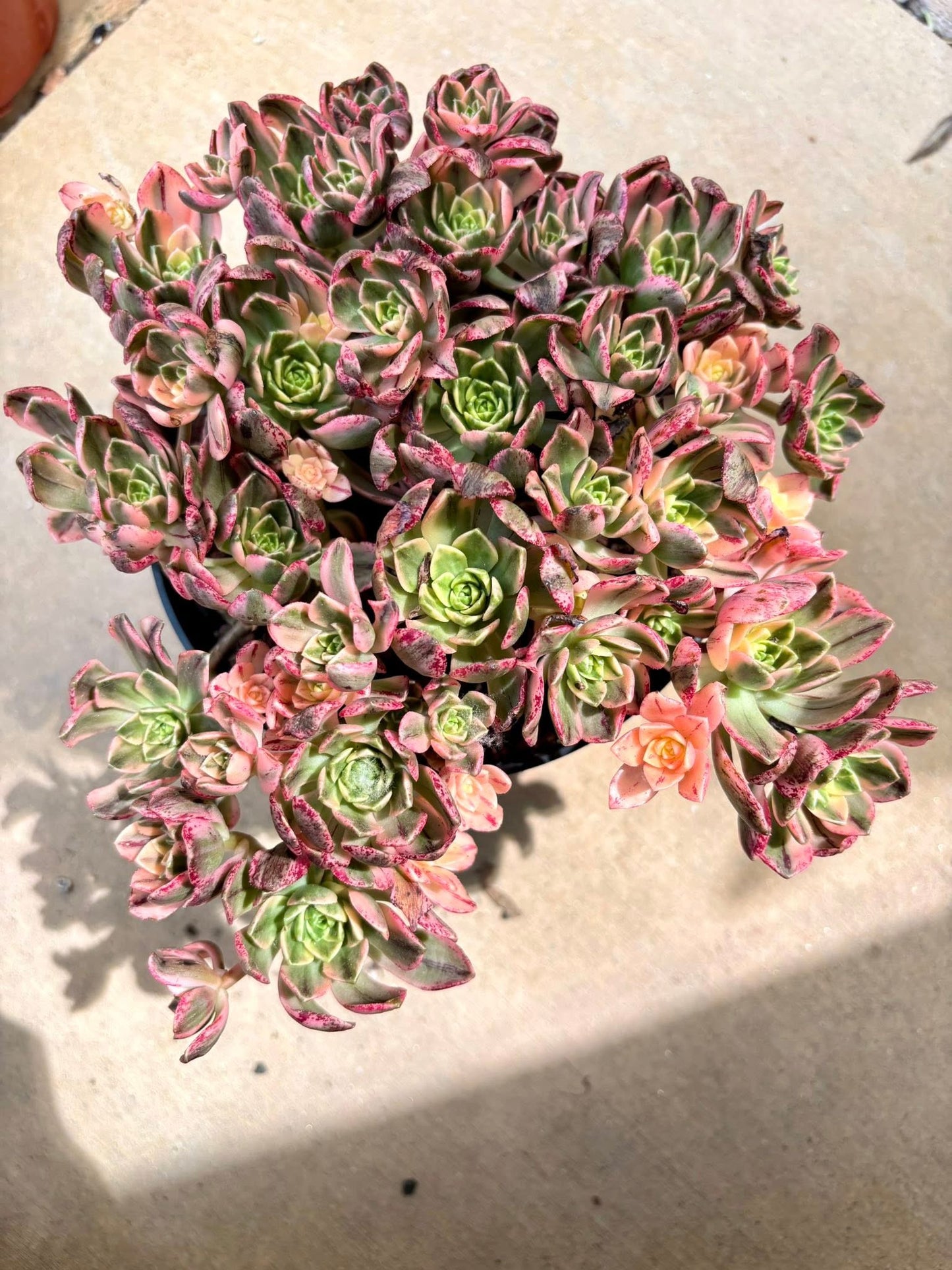 Aeonium Sweet Tea | Live Succulent Plant | Korean Succulent | Rare Imported Echeveria | Imported Plants