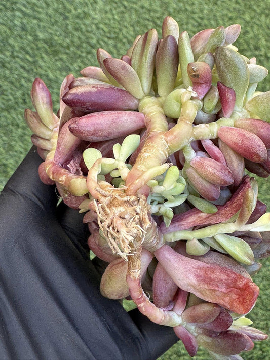 Echeveria Purple Heart / Rezry Variegated | Rare Imported Succulent