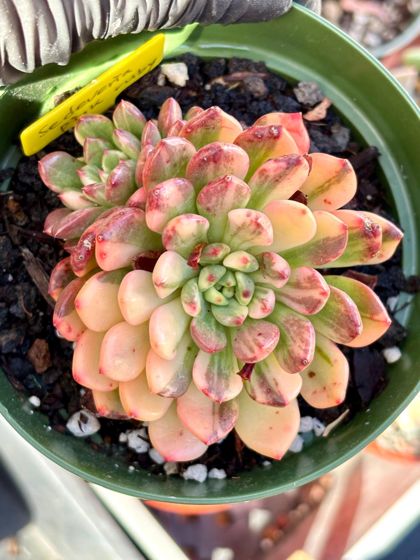 Sedeveria Pink Ruby Variegated | Live Succulent Plant | Korean Succulent | Rare Imported Echeveria | Imported Plants