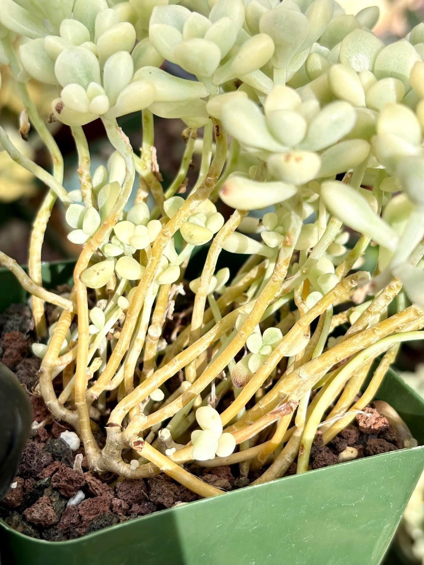 Echeveria Mendozae Variegated | Live Succulent Plant | Korean Succulent | Rare Imported Echeveria | Imported Plants