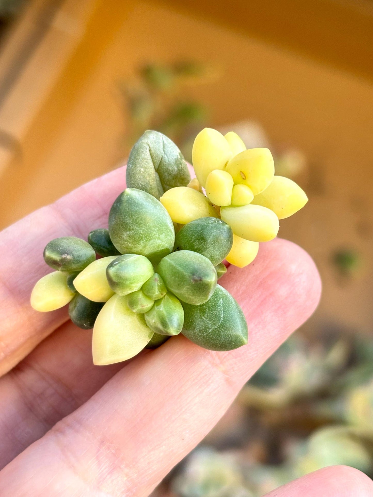 Pachyphytum compactum variegated | Live Succulent Plant | Echeveria Cluster | Rare Imported Echeveria | Imported Plants