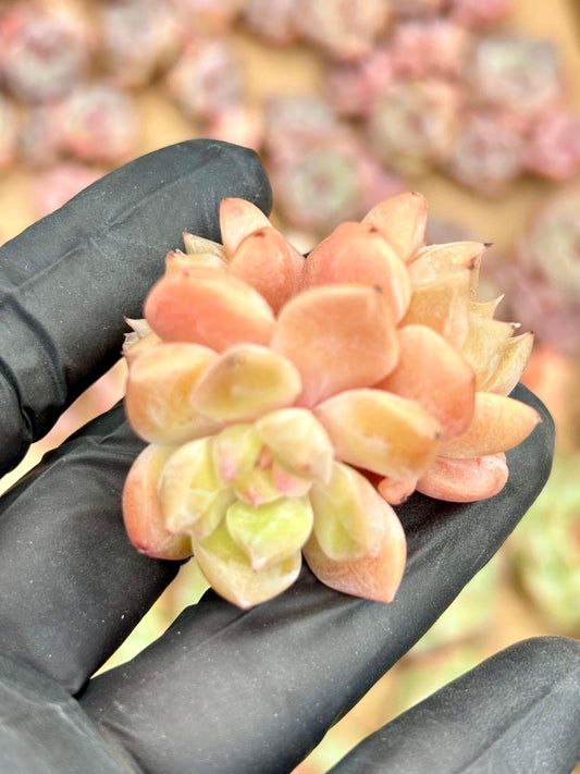 Echeveria Orange Island | Live Succulent Plant | Korean Succulent | Rare Imported Echeveria | Imported Plants