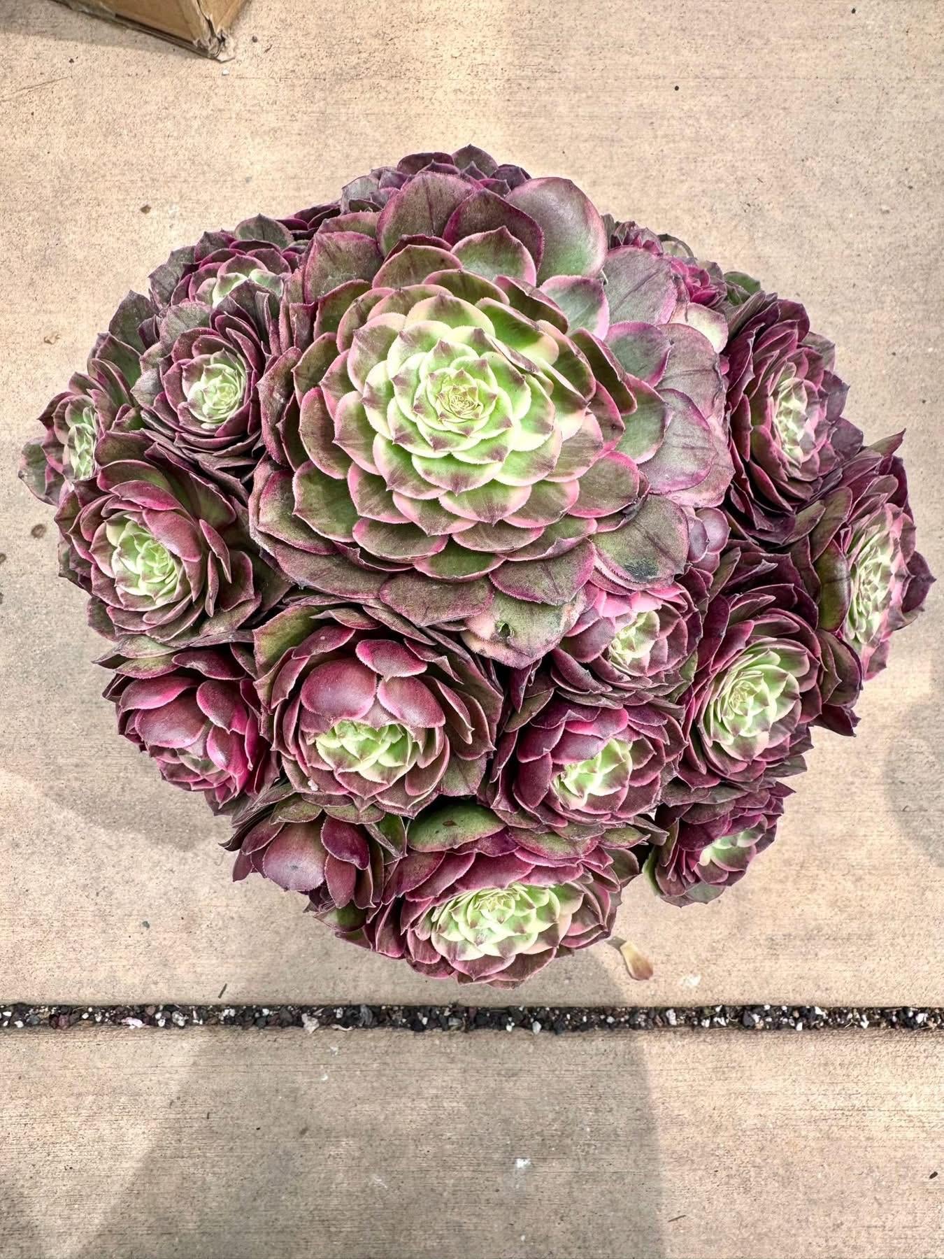 Aeonium Powder Flower Demon | Live Succulent Plant | Imported Succulent