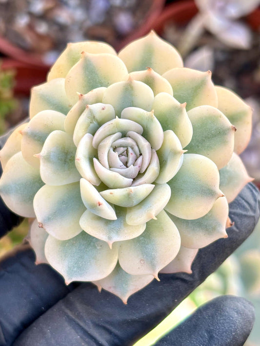 Echeveria Deresina Variegated | Live Succulent Plant | Korean Succulent | Rare Imported Echeveria | Imported Plants