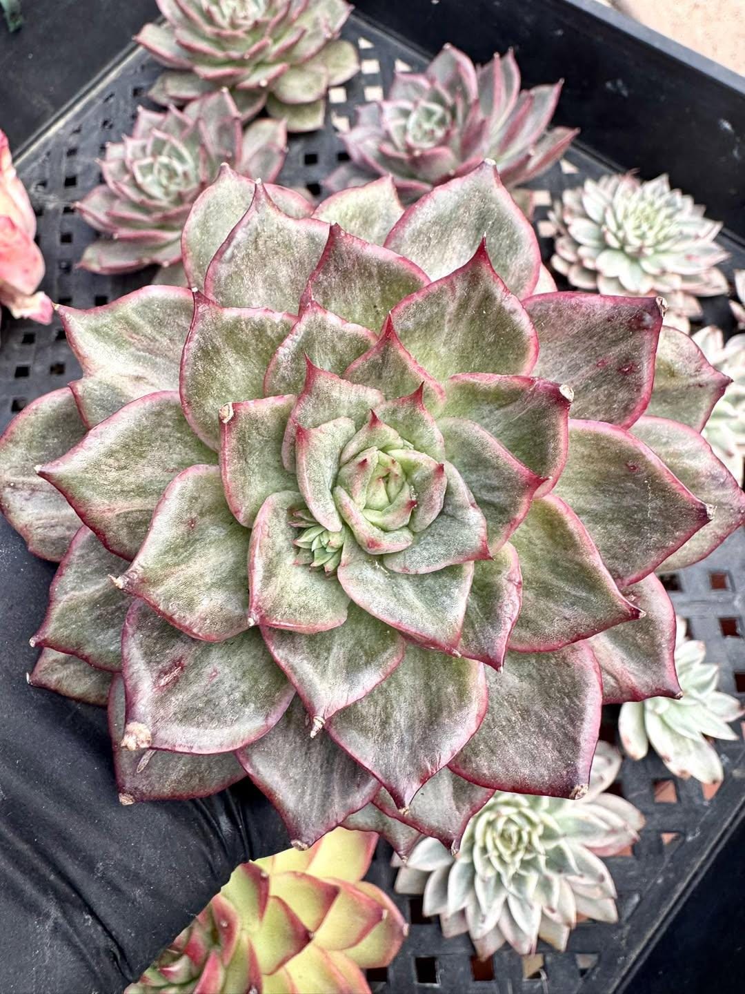 Echeveria Fragrant Snow Variegated | Rare Imported Succulent | Collector’s Succulent