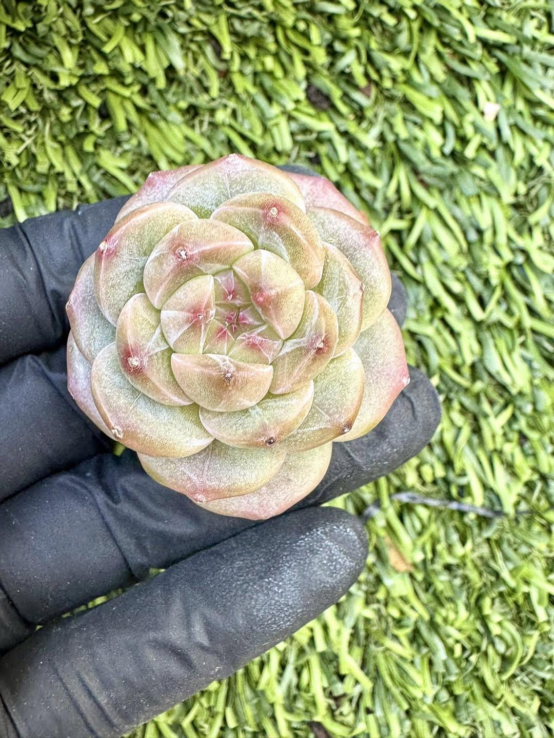 Echeveria Milk Bubble | Live Succulent Plant | Korean Succulent | Rare Imported Echeveria | Imported Plants