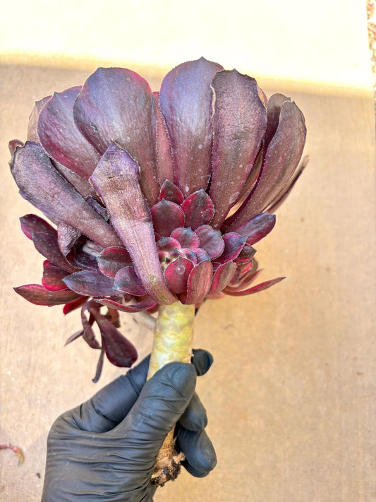 Aeonium Yingri Variegated | Live Succulent Plant | Korean Succulent | Rare Imported Aeonium | Imported Plants