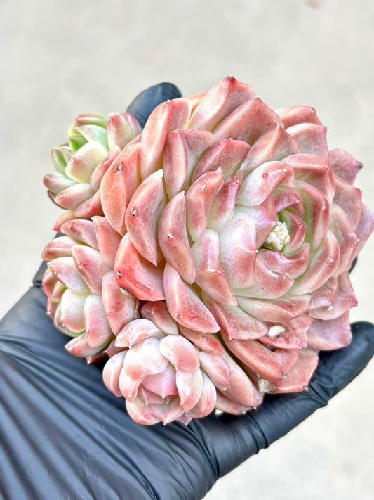 Echeveria Scarlet Peony | Live Succulent Plant | Korean Succulent | Rare Imported Echeveria | Imported Plants