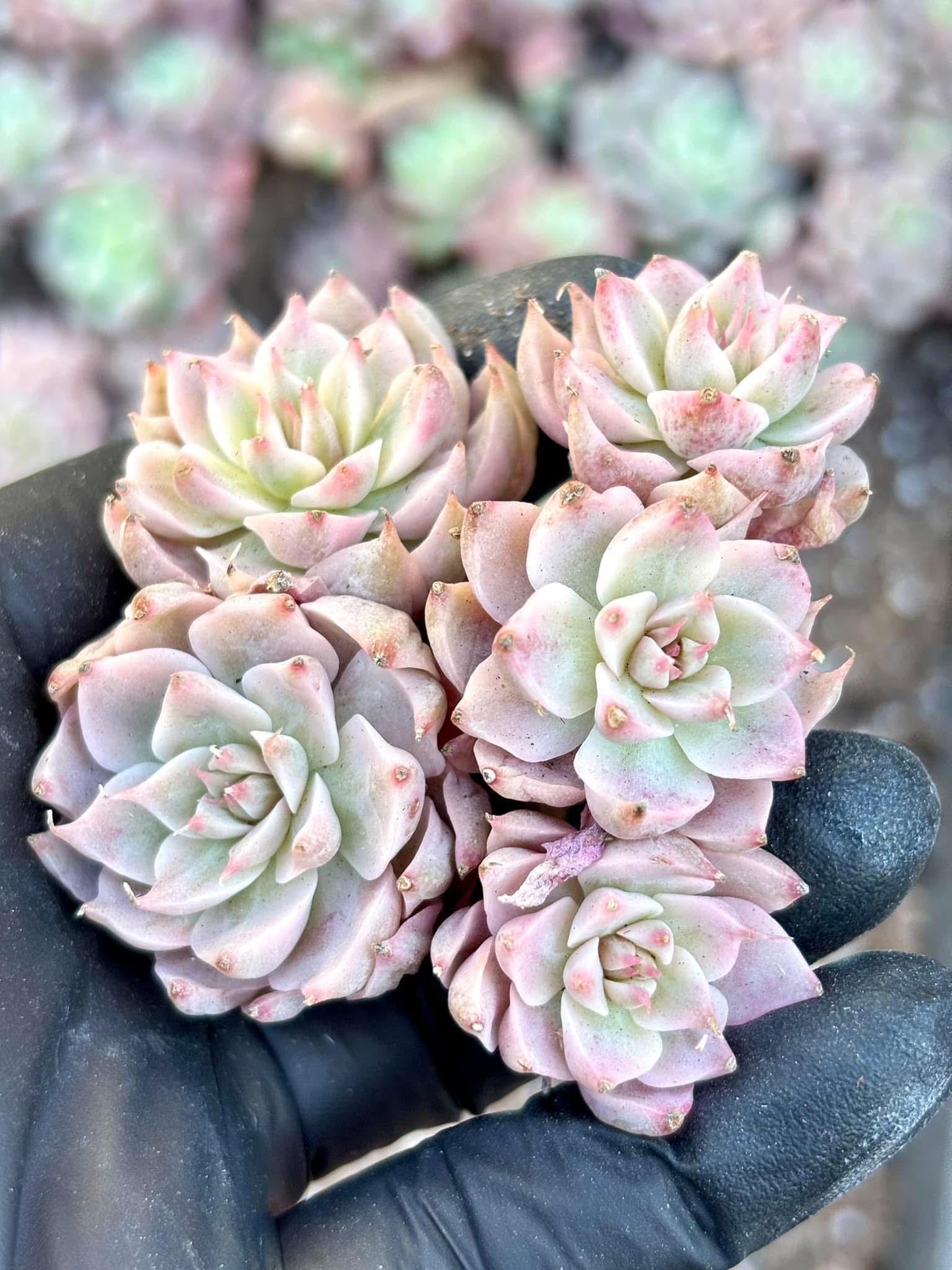 Echeveria Margaret Variegated | Live Succulent Plant | Korean Succulent | Variegated Pachyveria | Imported Plants | Echeveria Clusters