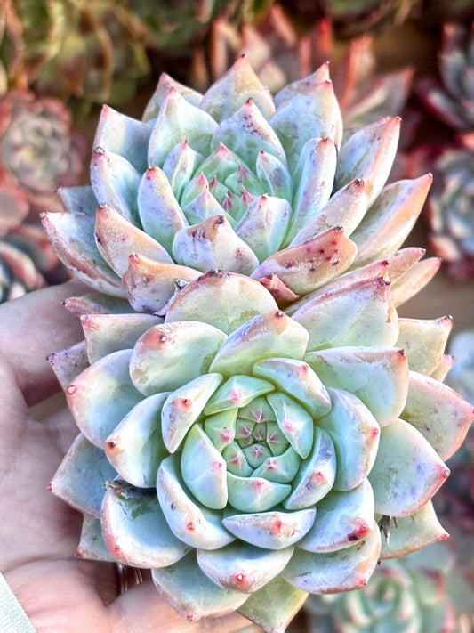 Echeveria Bluebird | 4” pot | Live Succulent Plant | Korean Succulent | Variegated Pachyveria | Imported Plants