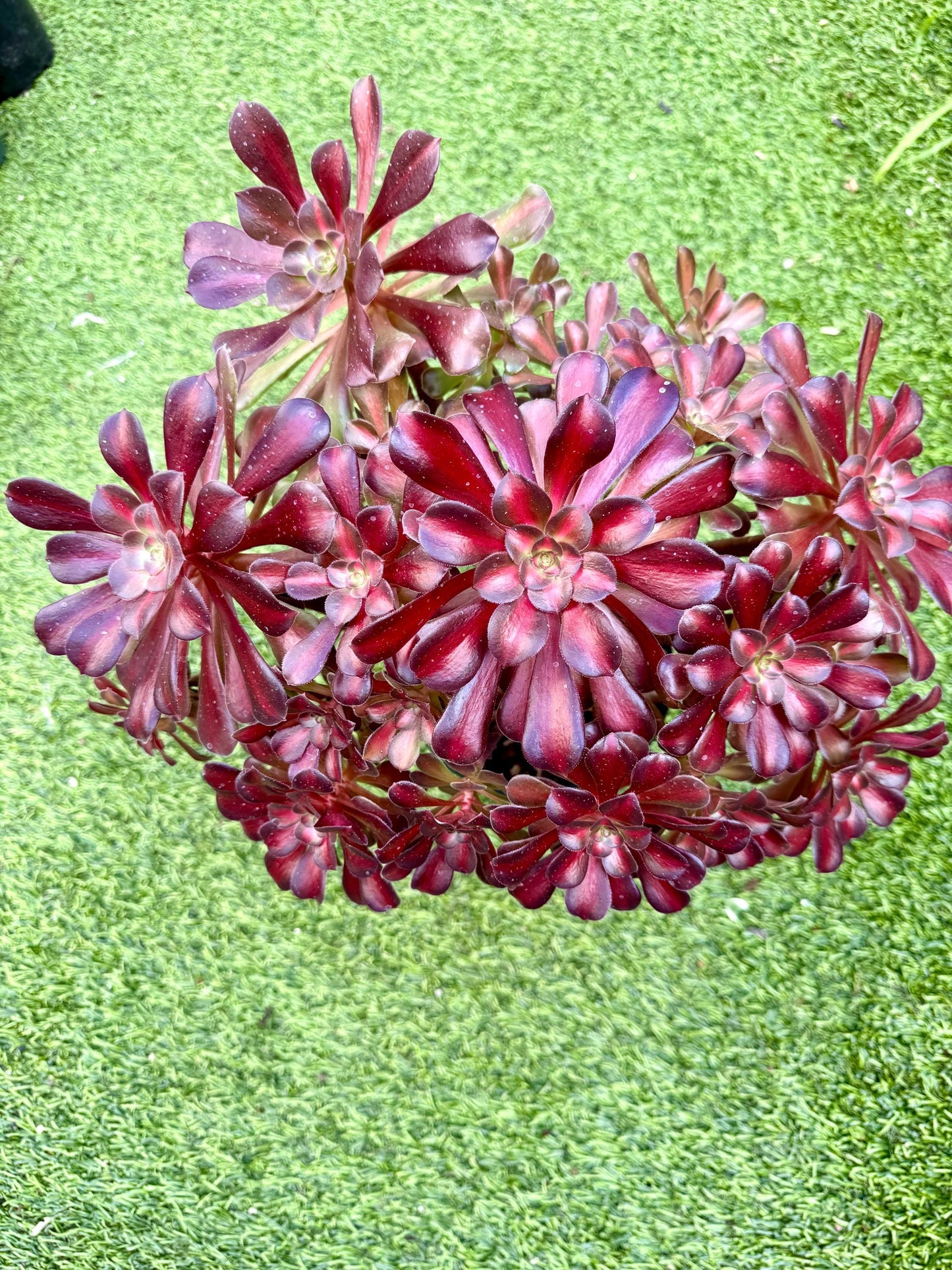 Variegated Aeonium Charm Variegated | Rare Imported Succulent | Collector’s Succulent