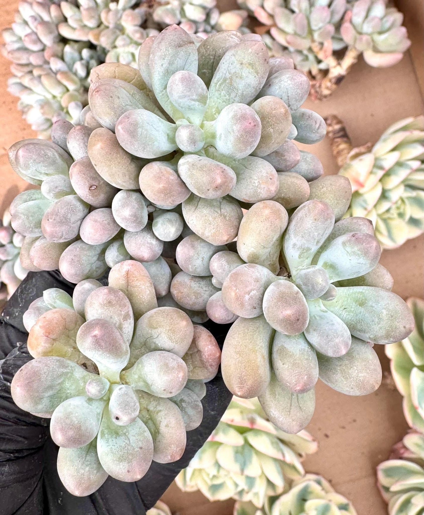 Echeveria Dumpling Cheese | Live Succulent Plant | Imported Plants | Imported Echeveria