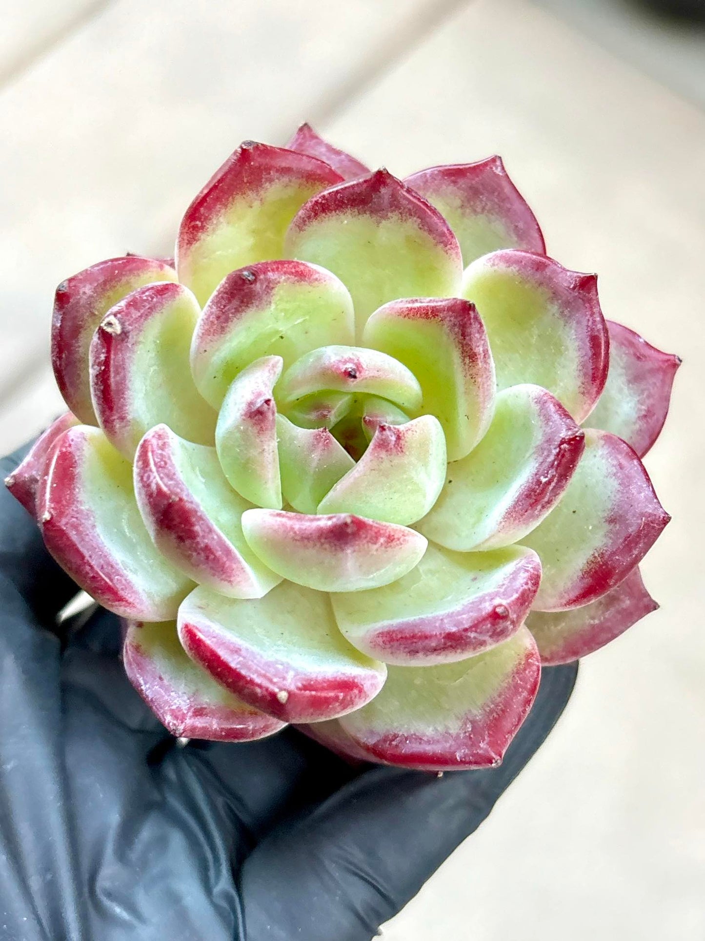 Echeveria Helena | Live Succulent Plant | Korean Succulent | Rare Imported Echeveria | Imported Plants