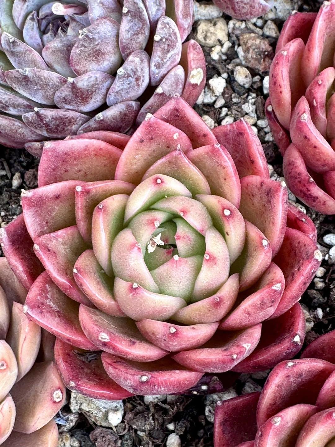 Echeveria Venus | Rare Imported Succulent | Collector’s Succulent