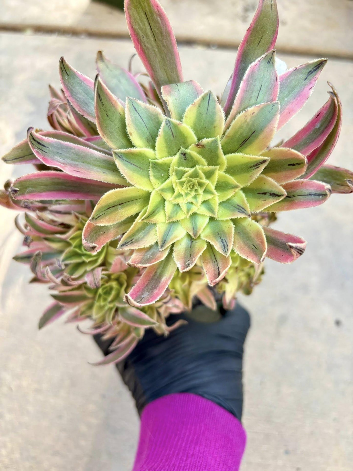 Aeonium Xiyan Variegated | Live Succulent Plant | Rare Imported Aeonium | Imported Plants