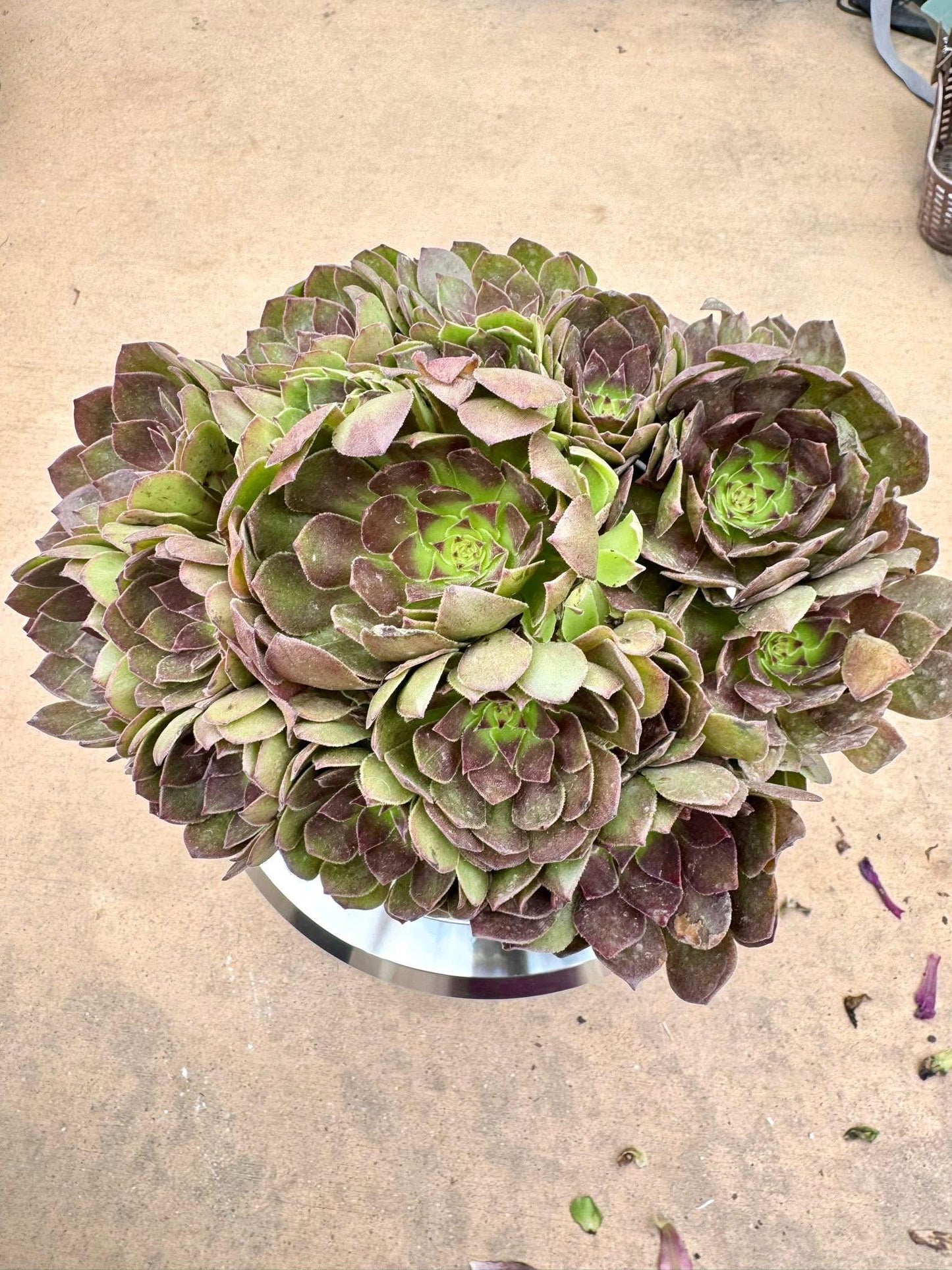 Aeonium Black Monster Red Heart Variegated | Live Succulent Plant | Rare Imported Aeonium | Imported Plants