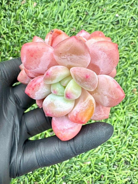 Echeveria Spice Orange | Live Succulent Plant | Korean Succulent | Variegated Echeveria | Imported Plants