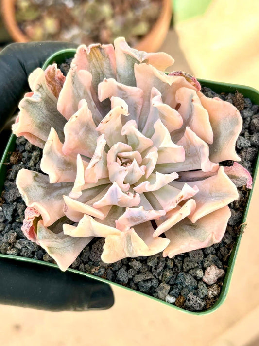 Echeveria Liberia Variegated | Live Succulent Plant | Echeveria Cluster | Rare Imported Echeveria | Imported Plants