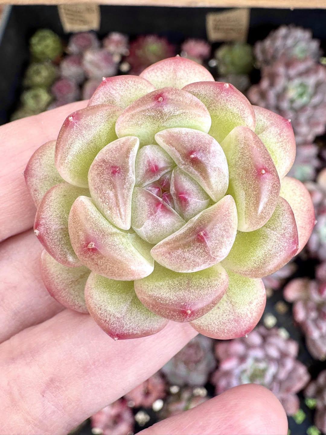 Echeveria Pinocchio | Rare Imported Succulent | Collector’s Succulent