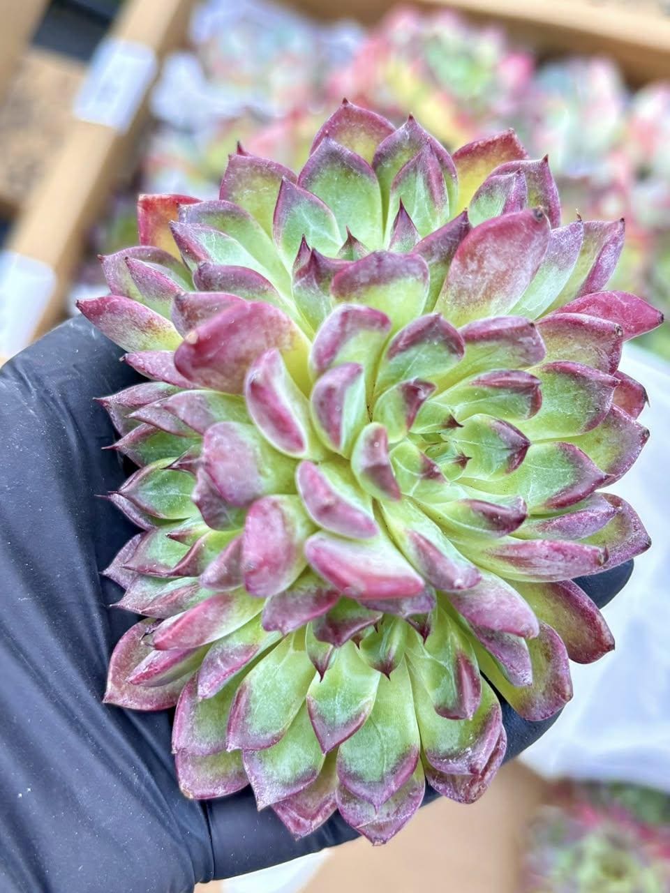Echeveria Love Heart | Live Succulent Plant | Korean Succulent | Rare Imported Echeveria | Imported Plants