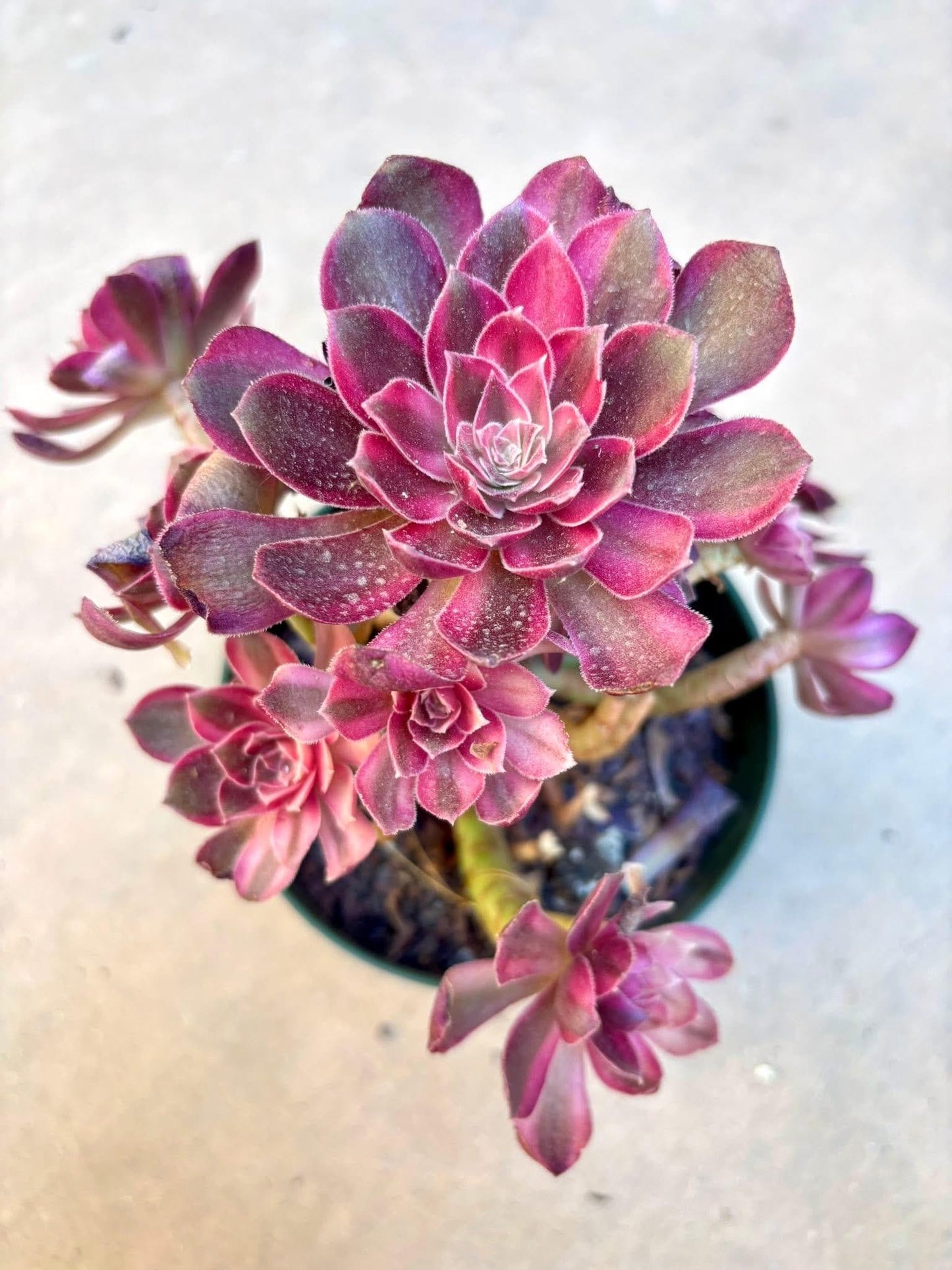 Aeonium Pink Monster Variegated | Live Succulent Plant | Rare Imported Aeonium | Imported Plants