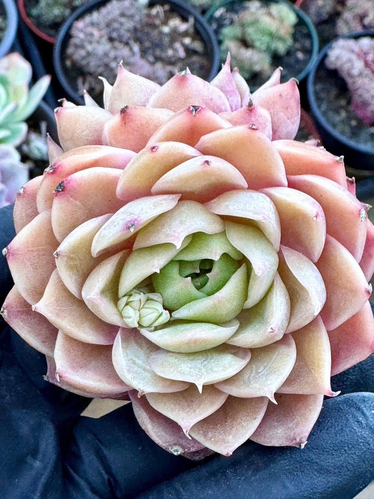 Echeveria Pink Onslow | Rare Imported Succulent | Collector’s Succulent