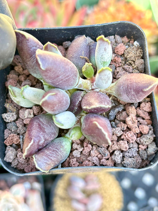 Andromiscus Purple Seal | Live Succulent Plant | Korean Succulent | Variegated Echeveria | Imported Plants | Echeveria Clusters