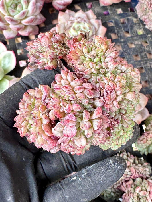 Echeveria White Farm Crested | Live Succulent Plant | Korean Succulent | Variegated Echeveria | Imported Plants