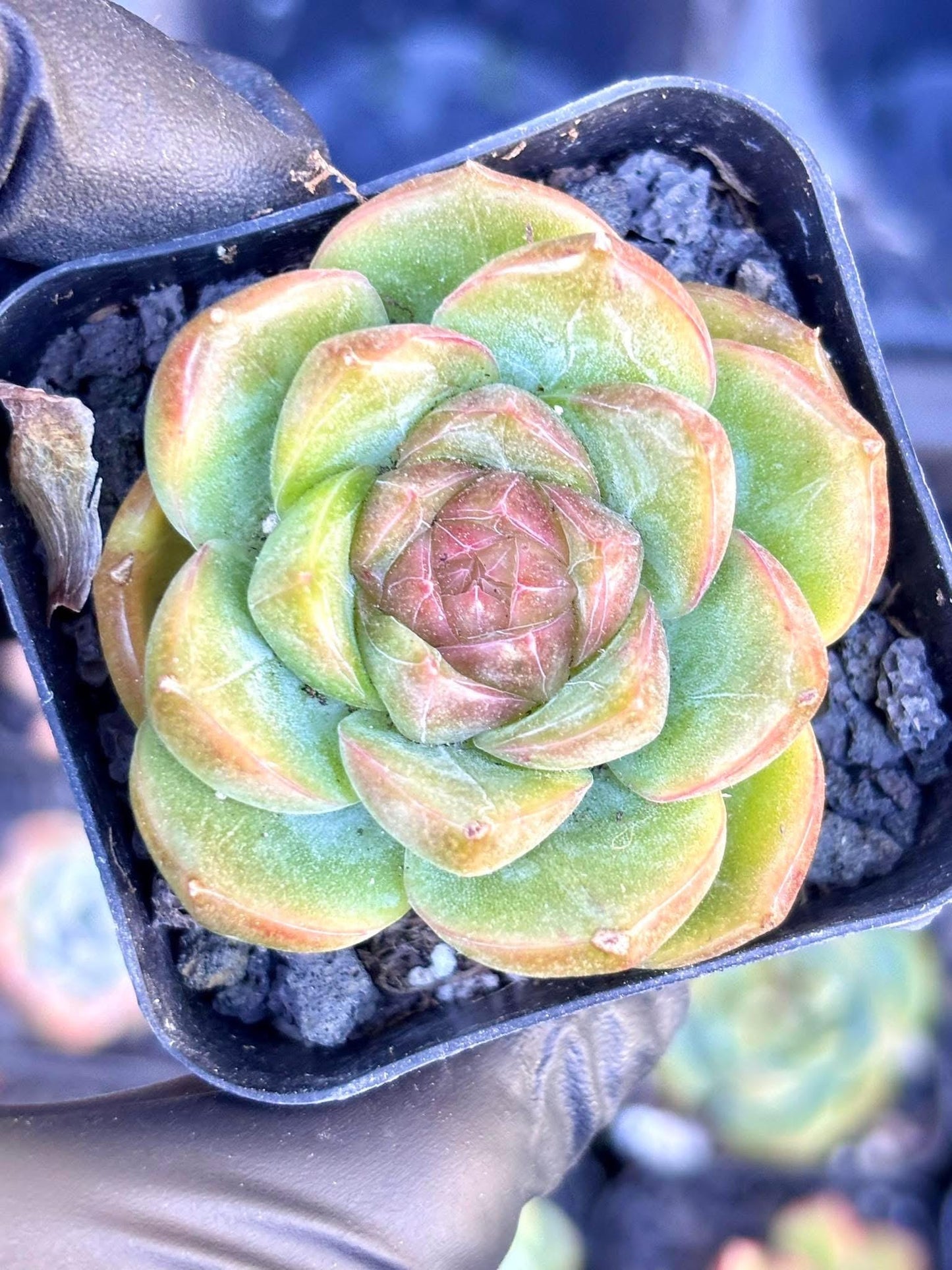 Echeveria Jewels | Live Succulent Plant | Echeveria Cluster | Rare Imported Echeveria | Imported Plants