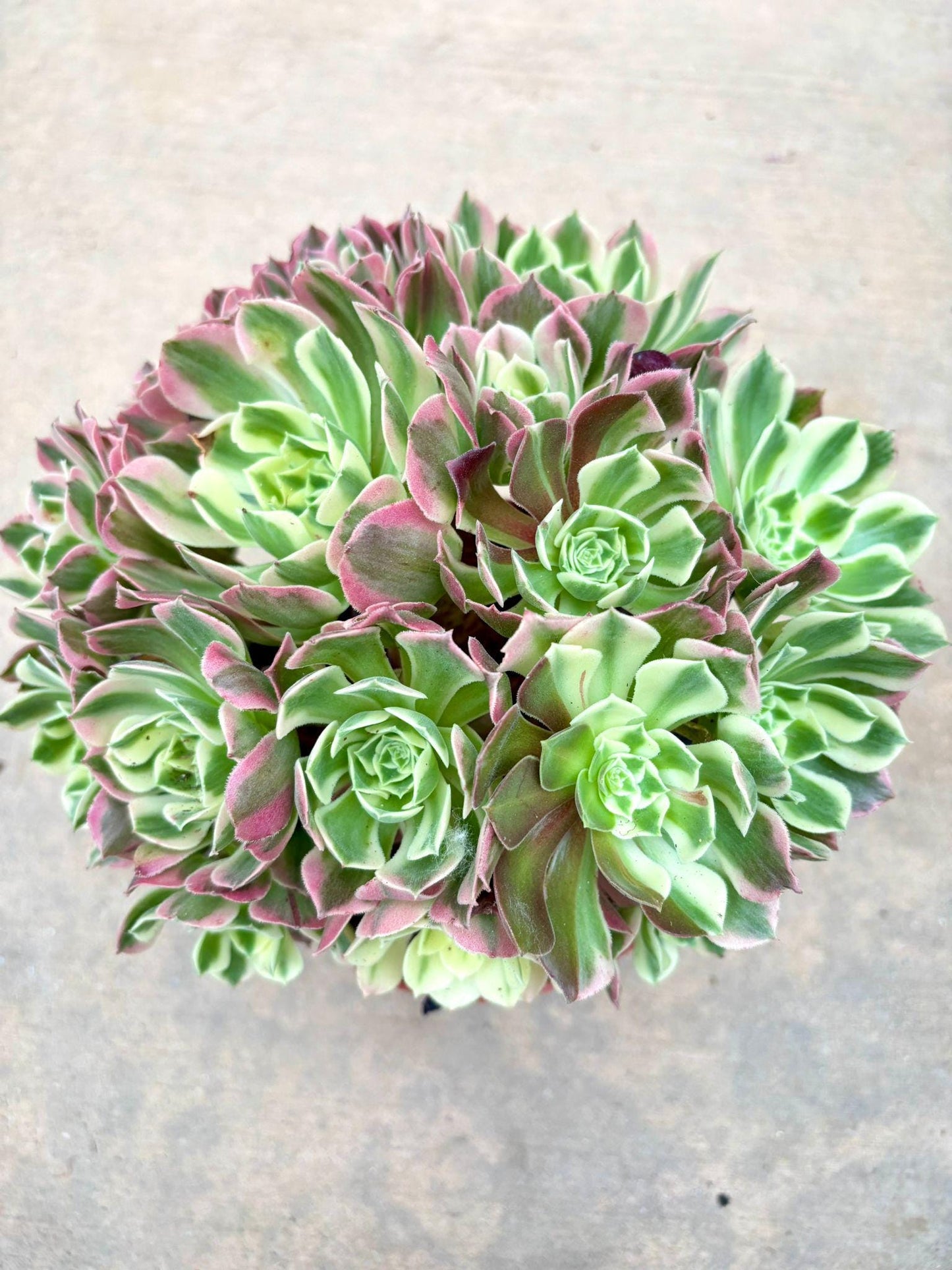 Aeonium Baifeng Live Succulent Plant | Korean Succulent | Rare Imported Echeveria | Imported Plants