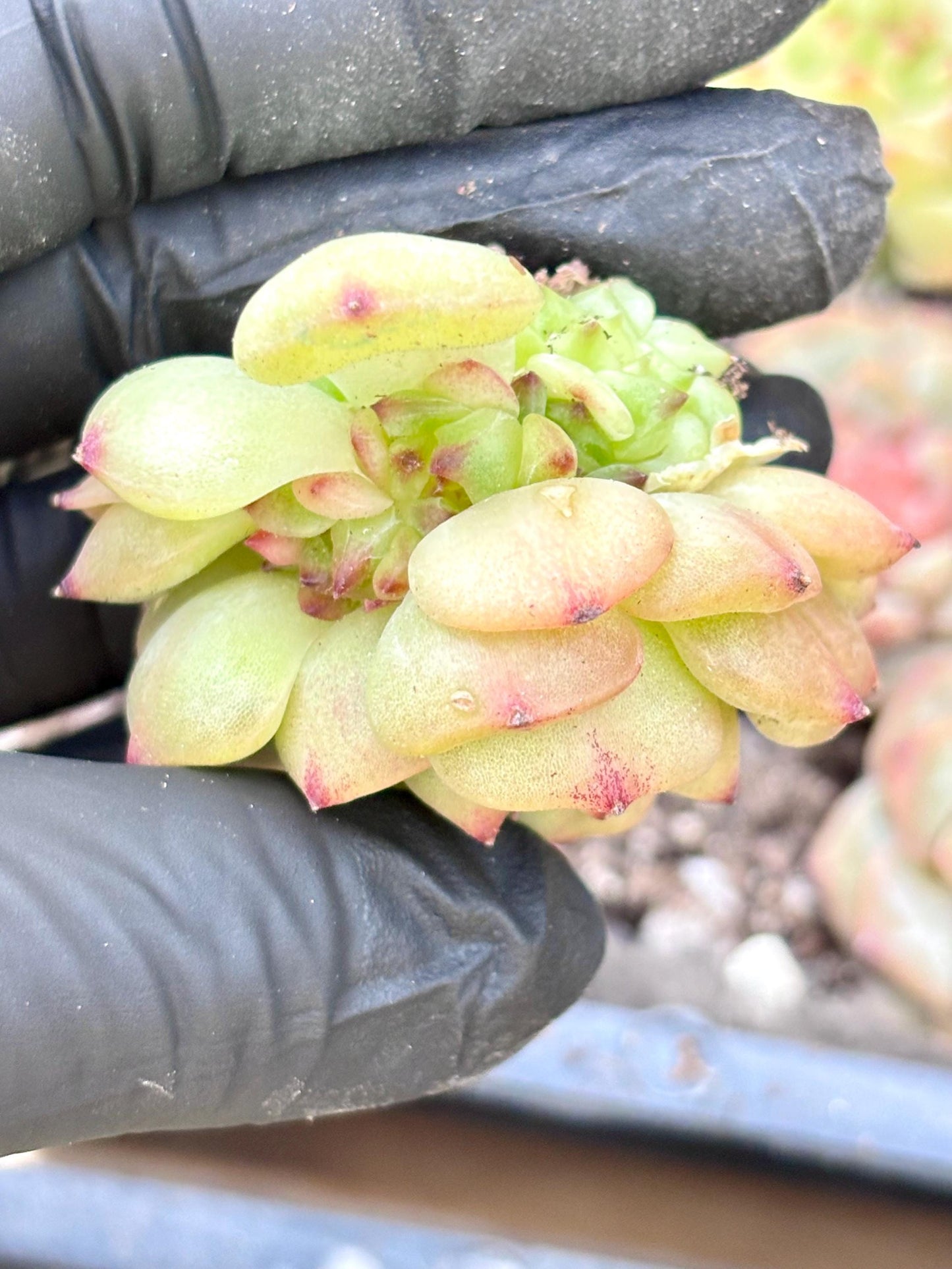 Echeveria Beloved | Live Succulent Plant | Echeveria Cluster | Rare Imported Echeveria | Imported Plants