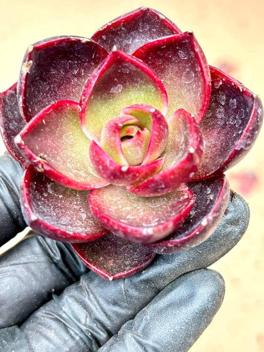 Echeveria Hong Deung | Live Succulent Plant | Korean Succulent | Rare Imported Echeveria | Imported Plants