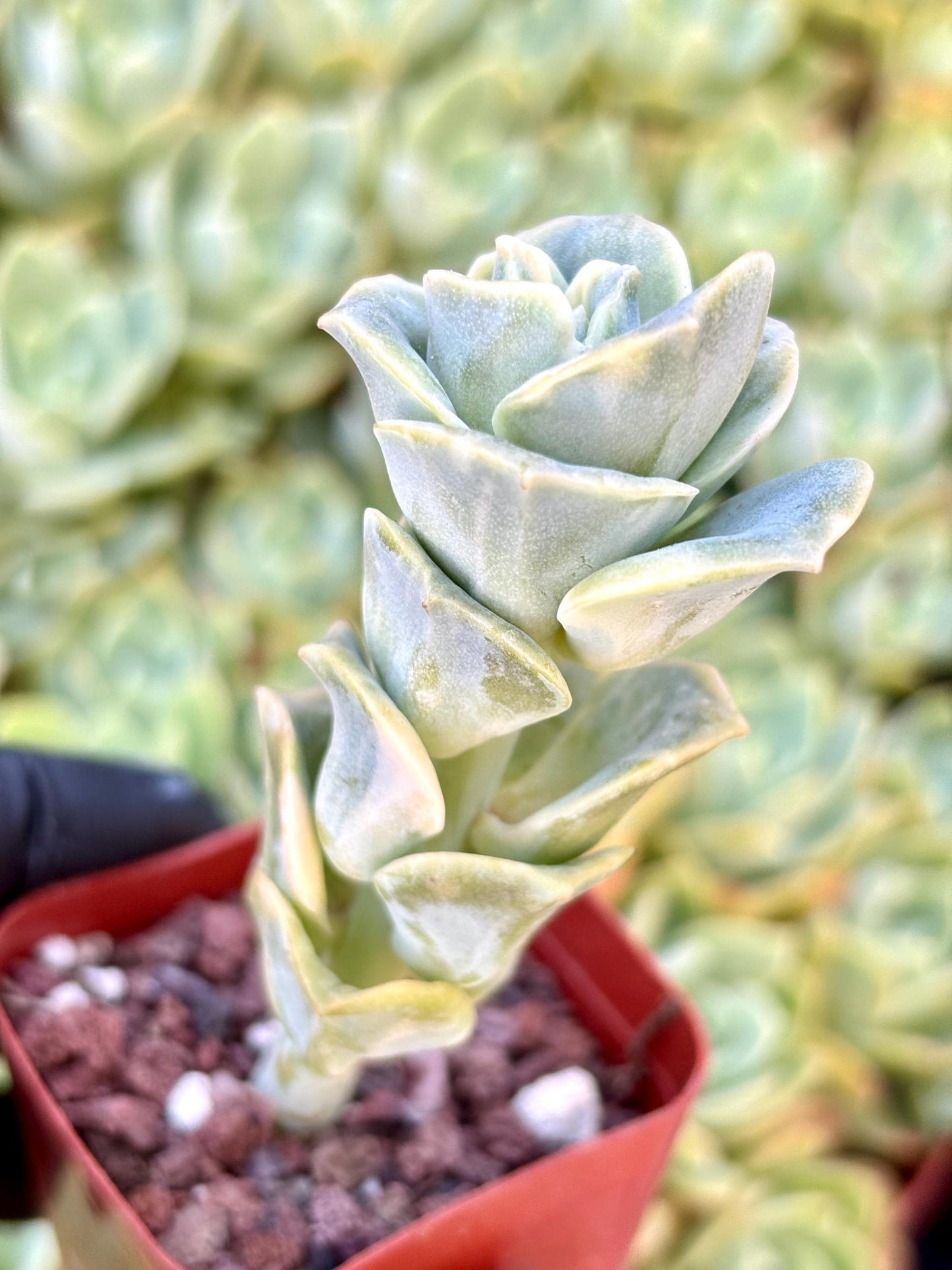 Echeveria Lovely Rose Variegated | Live Succulent Plant | Echeveria Cluster | Rare Imported Echeveria | Imported Plants