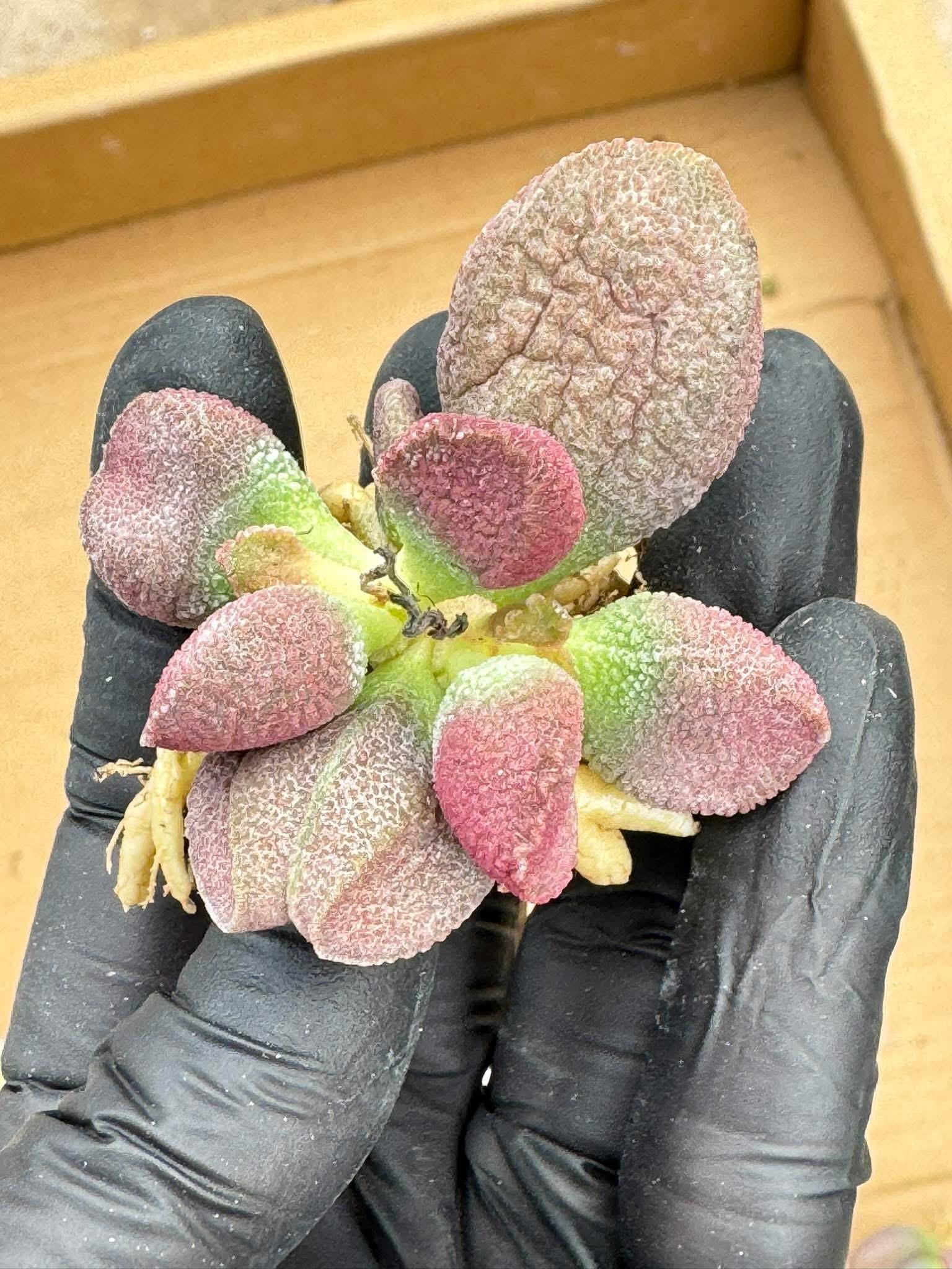 adromischus succulent Adromischus Red Pork Liver | Live Succulent Plant