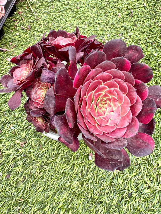 Aeonium Phoenix Rainbow Variegated | Rare Imported Succulent | Collector’s Succulent
