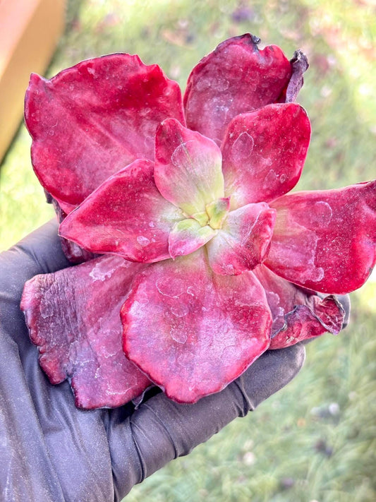 Echeveria Diamond Variegated | Live Succulent Plant | Imported Plants | Imported Echeveria