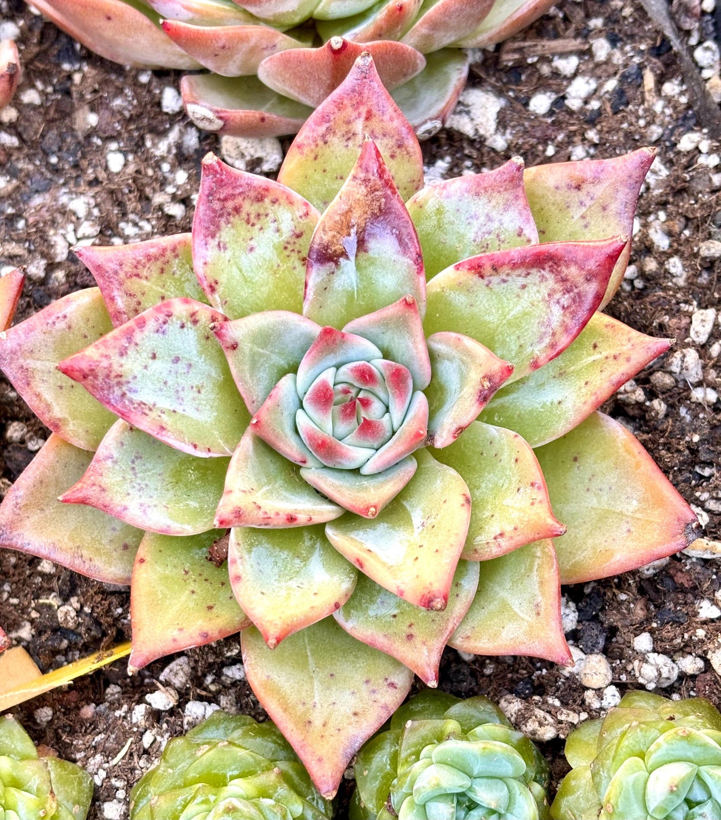 Echeveria Red Dragon | Live Succulent Plant | Echeveria Cluster | Rare Imported Echeveria | Imported Plants