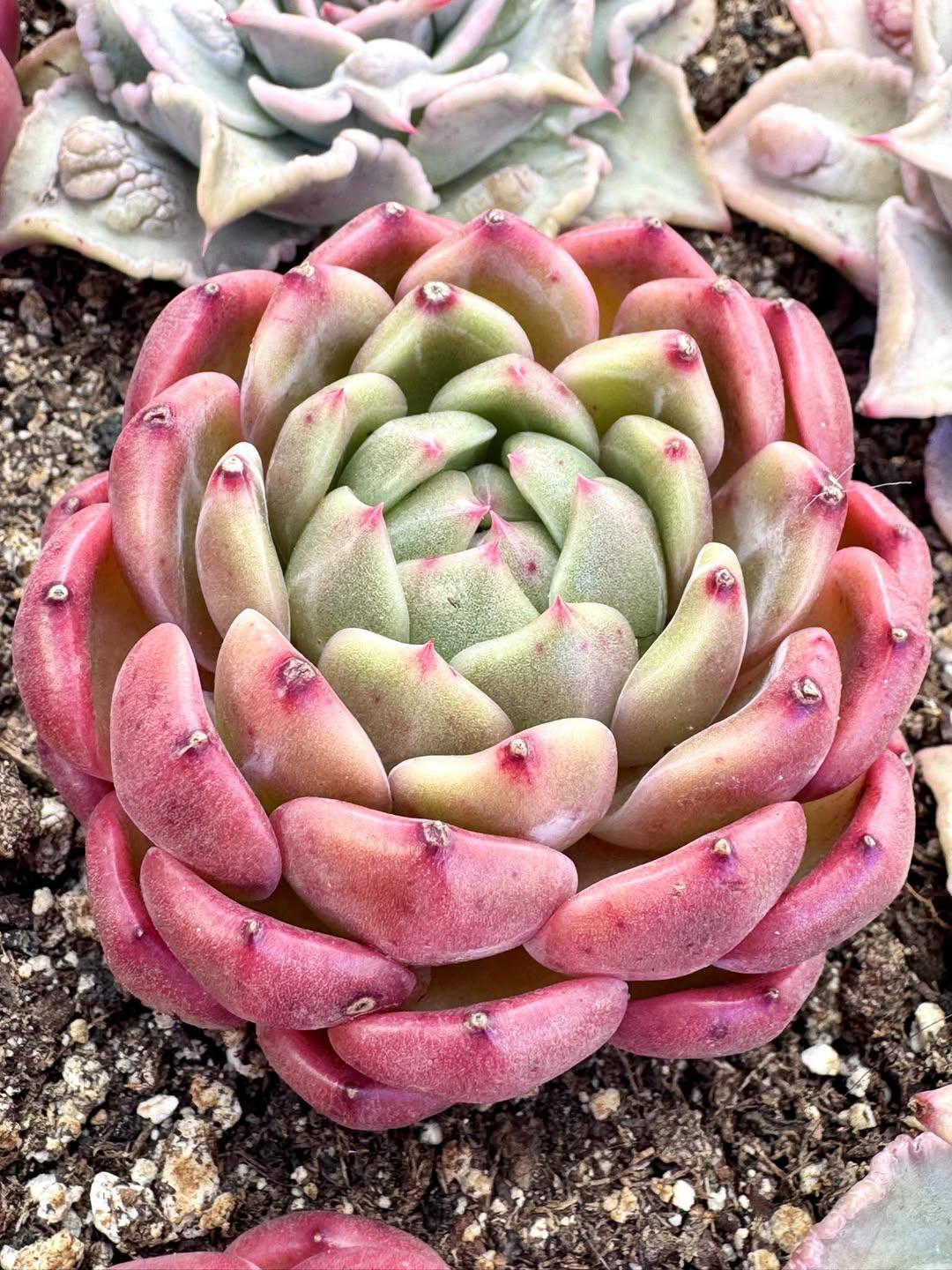Echeveria Carat Lover | Rare Imported Succulent | Collector’s Succulent