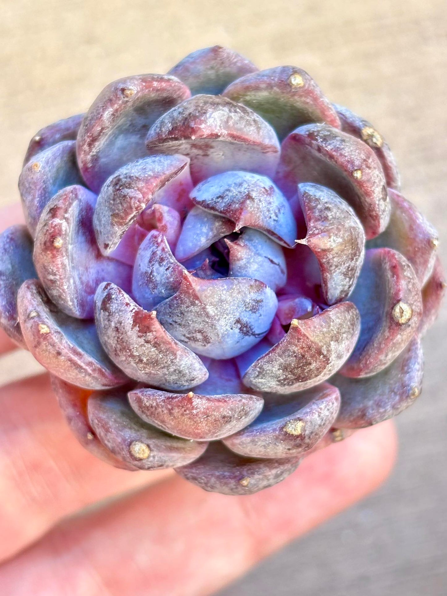 Echeveria Lanmei | Live Succulent Plant | Korean Succulent | Rare Imported Echeveria | Imported Plants