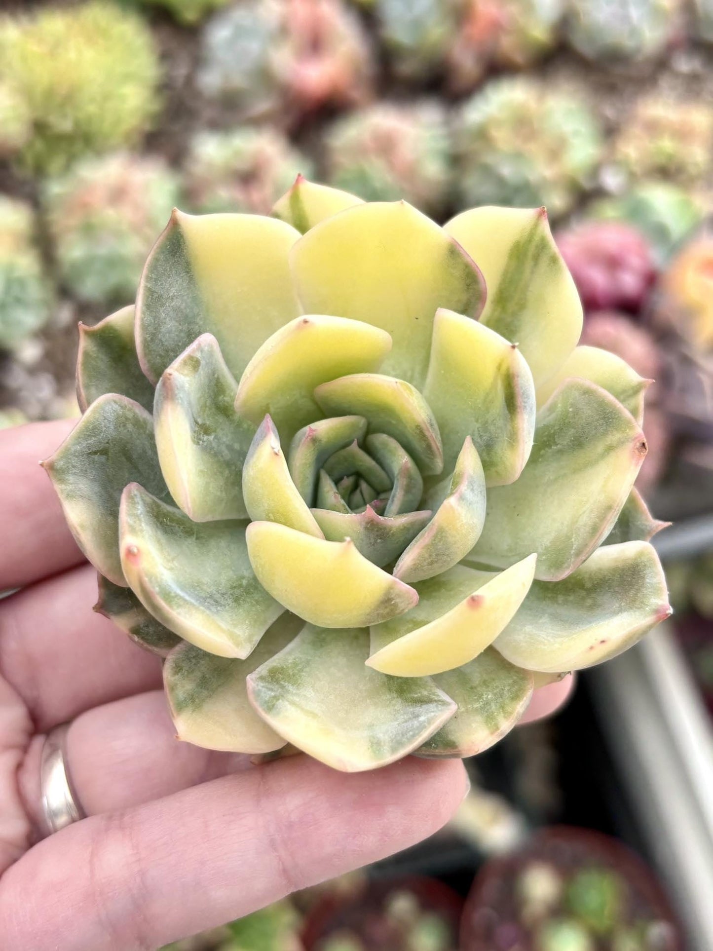 Echeveria Orion Variegated | Live Succulent Plant | Korean Succulent | Variegated Echeveria | Imported Plants | Echeveria Clusters