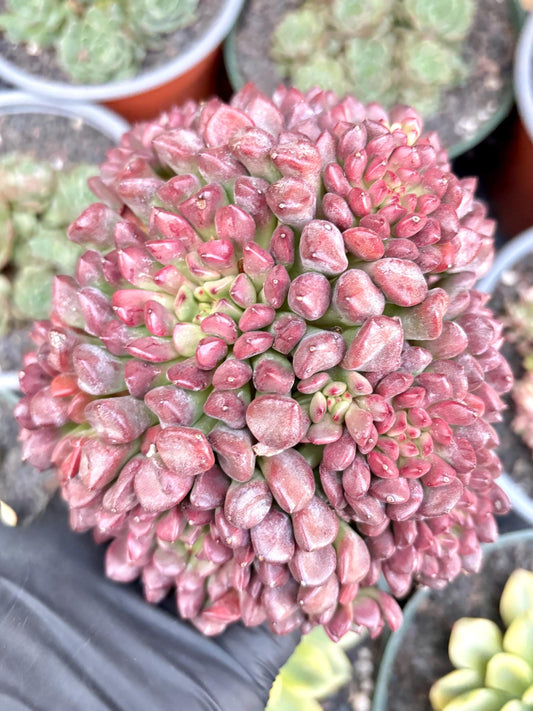 Echeveria Red Pig Nose | 7” pot | Live Succulent Plant | Korean Succulent | Variegated Pachyveria | Imported Plants