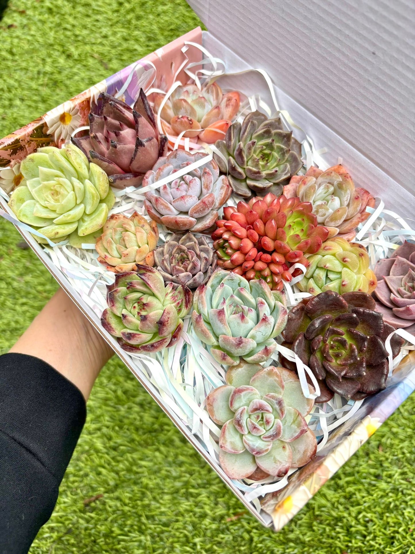 Echeveria Gift Box - 15 Pcs Live Succulent Plants - Gift Basket - Assorted Color Succulent Plants