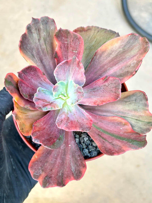 Echeveria Suyon Rainbow Variegated | 6” pot | Live Succulent Plant | Korean Succulent | Variegated Pachyveria | Imported Plants