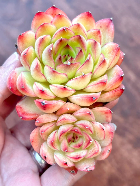 Echeveria Yingge | Live Succulent Plant | Korean Succulent | Variegated Echeveria | Imported Plants