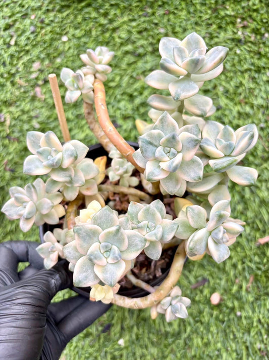 Echeveria Apricot Beauty Variegated | 6” pot | Live Succulent Plant | Korean Succulent | Variegated Pachyveria | Imported Plants