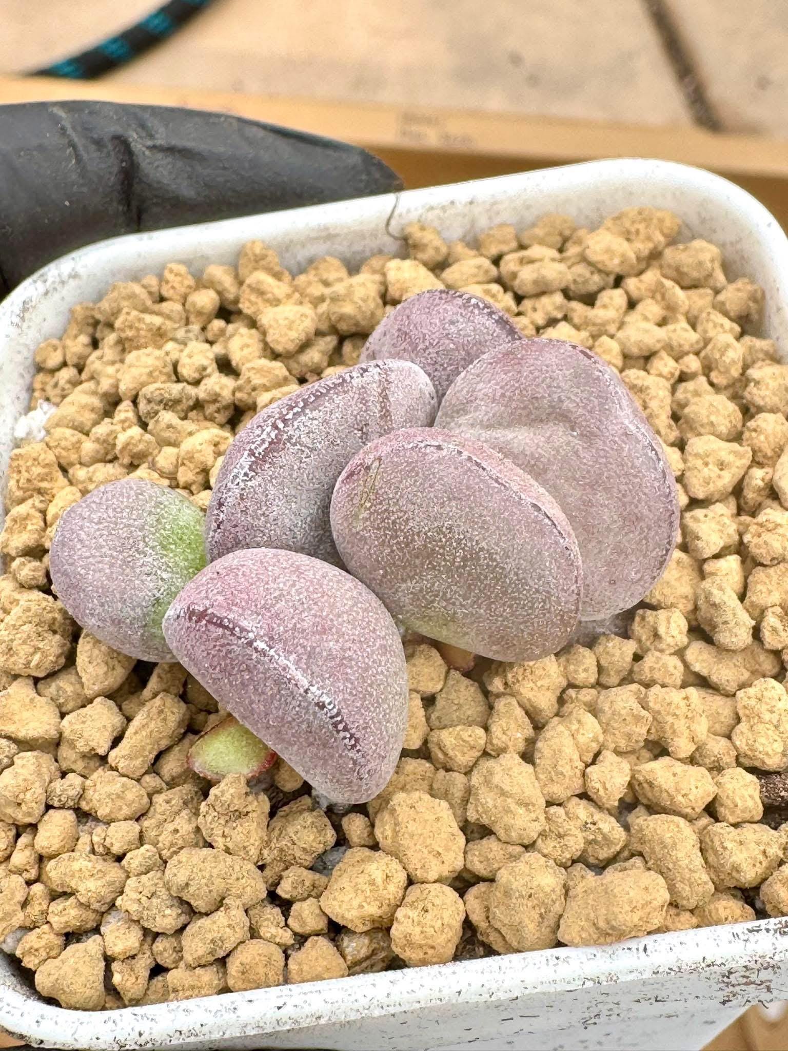 egg succulent Adromischus Purple Egg Ball | Live Succulent Plant